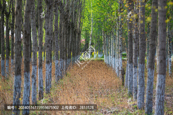 秋天的樹林