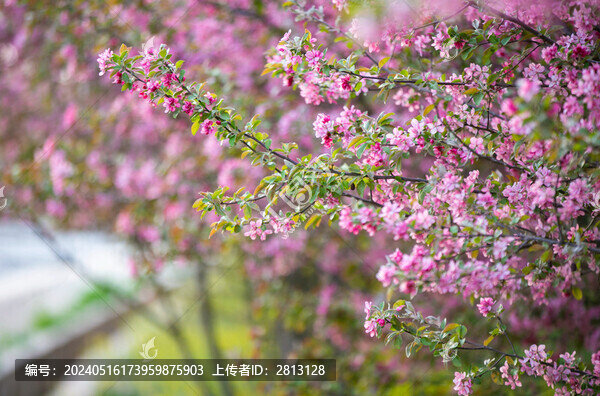 櫻花