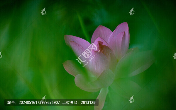 菡萏殘影