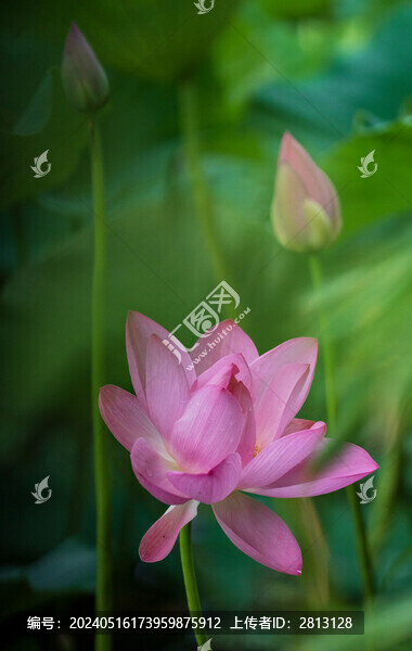 菡萏荷花