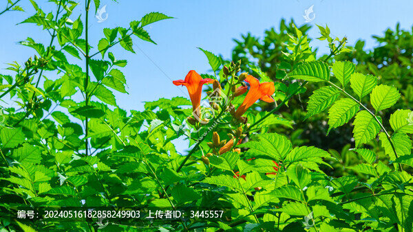 凌霄花開(kāi)俏枝頭