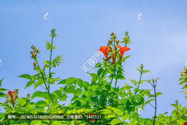 枝頭凌霄花