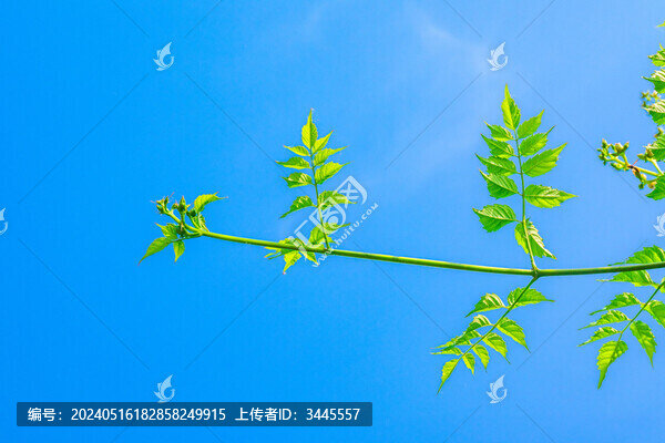 綠葉與天空