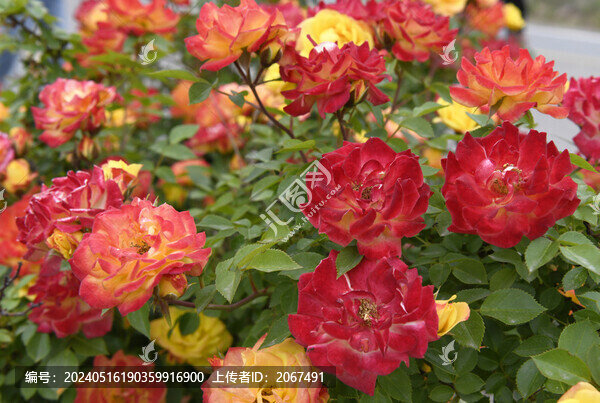 多色月季花