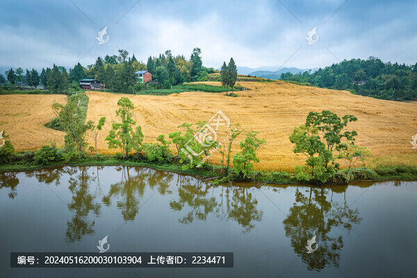 麥田風(fēng)光