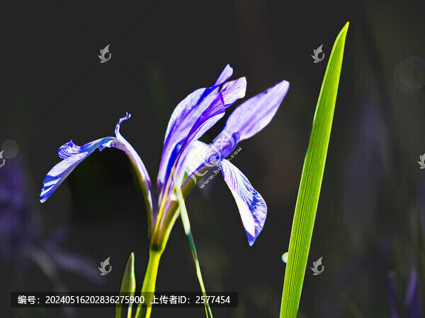 鳶尾花