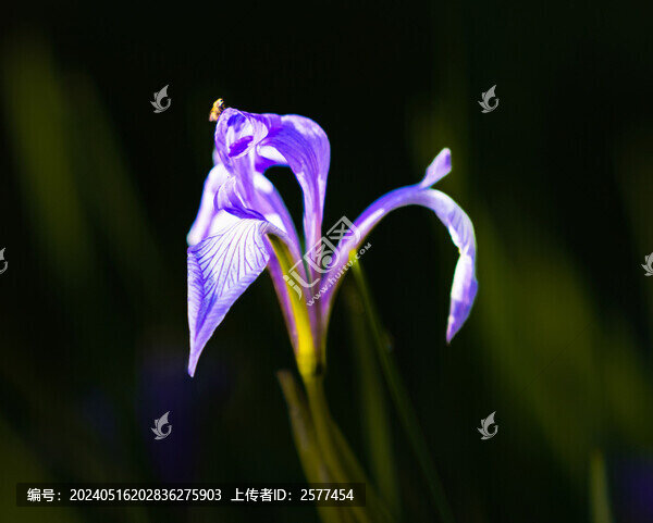 鳶尾花