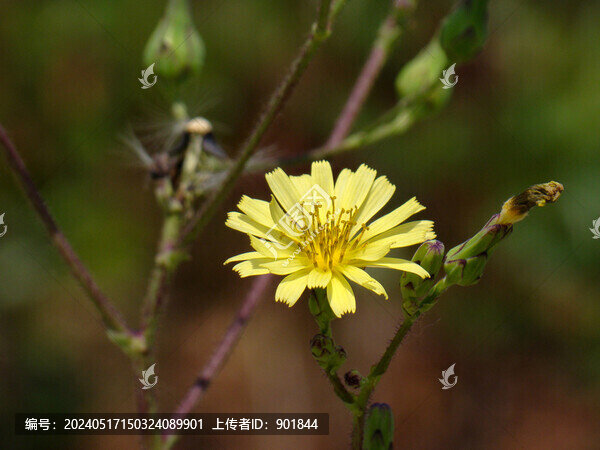 黃色的翅果菊花朵