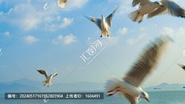 深圳灣鳥攝影