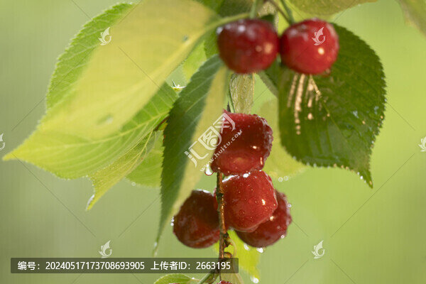 櫻桃