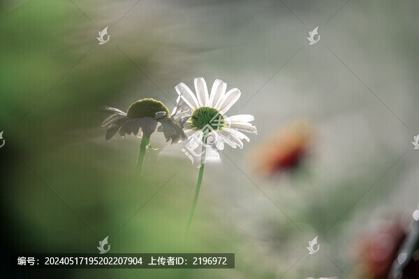 風中搖擺的大白菊