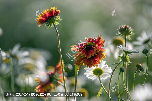 盛開的老虎皮菊