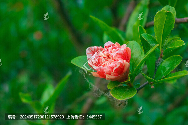 石榴花特寫