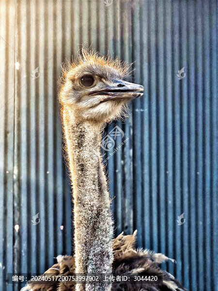 鴕鳥特寫