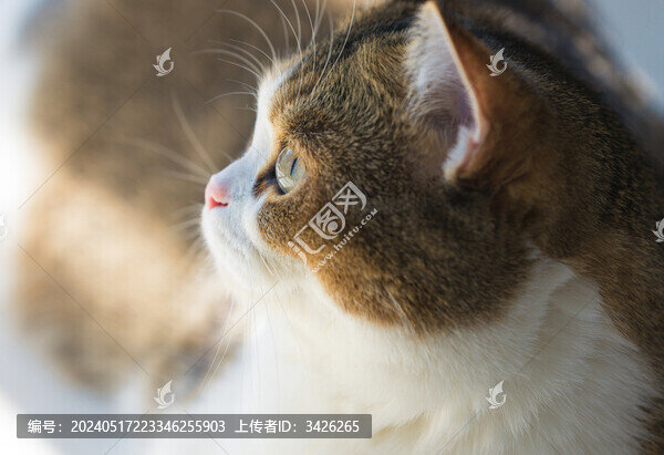 貓在家的特寫鏡頭