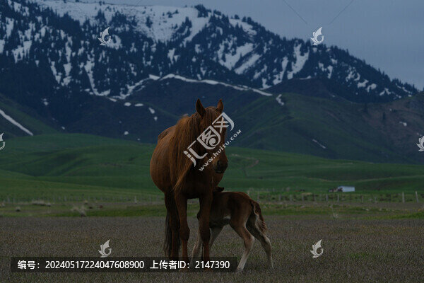 馬