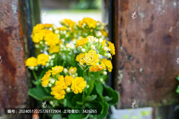 黃花植物長(zhǎng)壽花