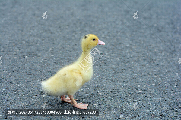 行走在路上的小黃鴨