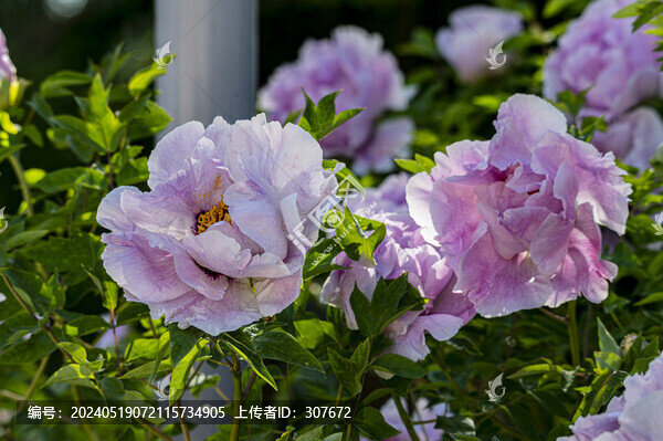 牡丹花