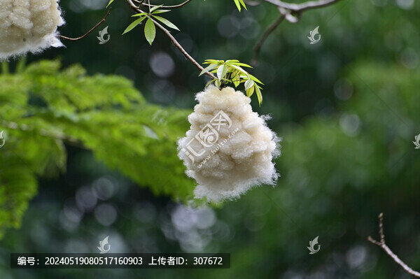 木棉花