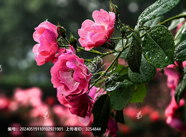 春雨中的月季花