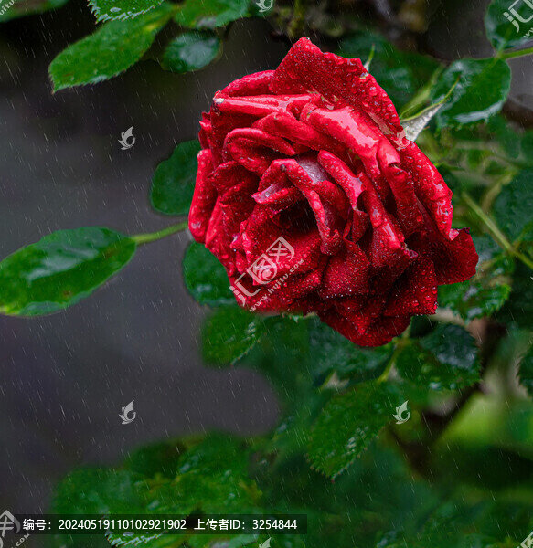 春雨中的紅玫瑰