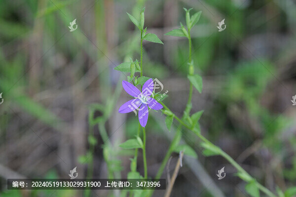 卵葉異檐花