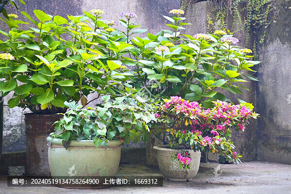 農(nóng)村院子里的盆景