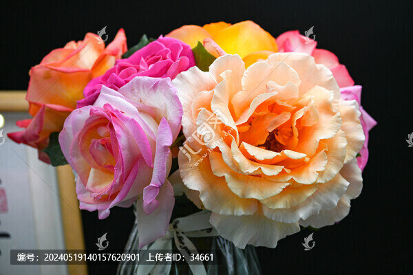 彩色月季花鮮花插花鮮艷花朵