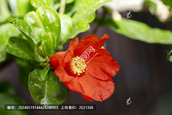 五月榴花