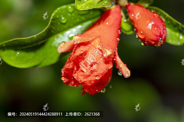 五月榴花