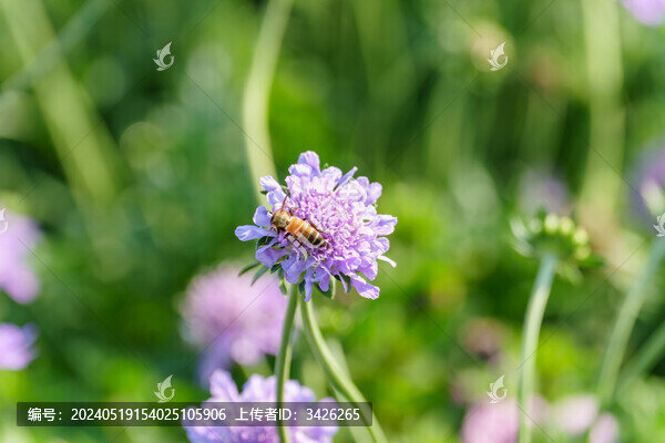 蜜蜂在藍(lán)盆花上授粉的特寫(xiě)鏡頭