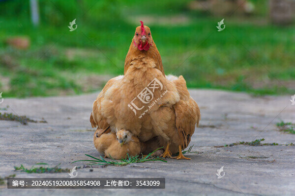 鄉(xiāng)村母雞特寫