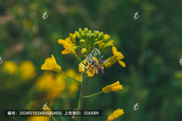 油菜花中采蜜的蜜蜂