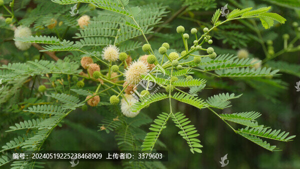 開(kāi)花的銀合歡