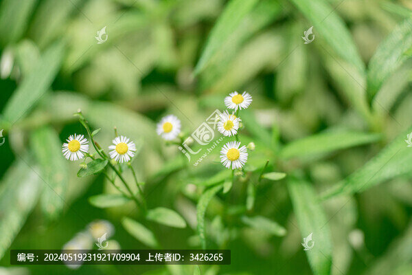 白色開花植物一年蓬