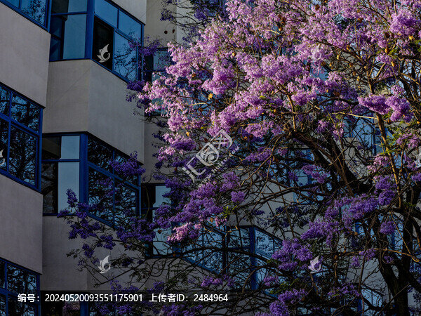 藍花楹