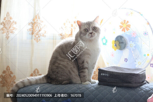 英短漸層