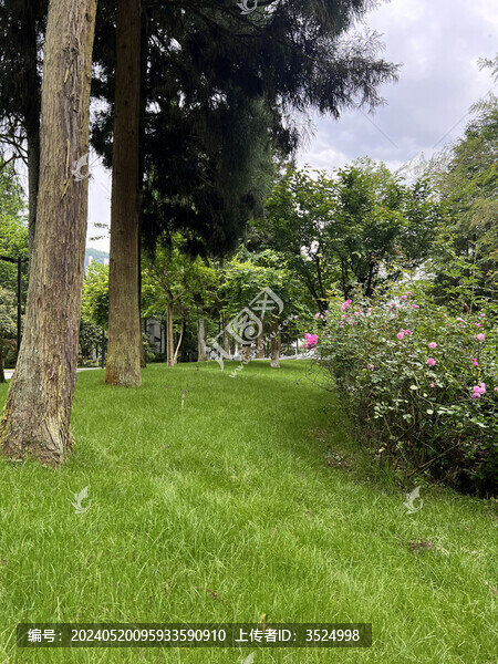 森林天空風景
