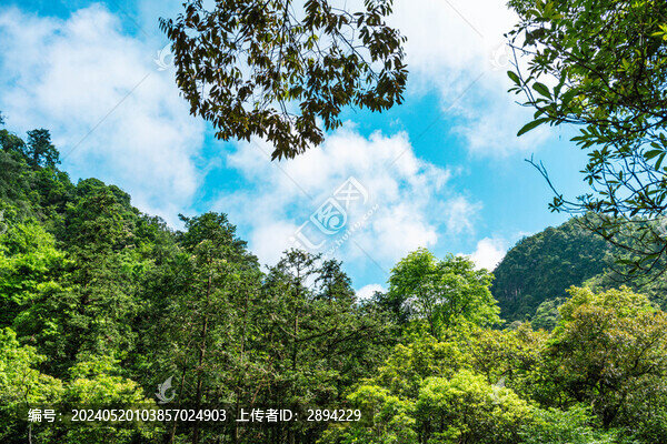 綠色自然風景