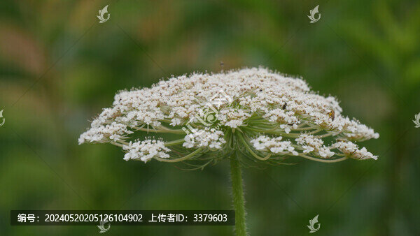 野胡蘿卜花