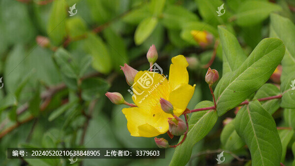 金絲桃花