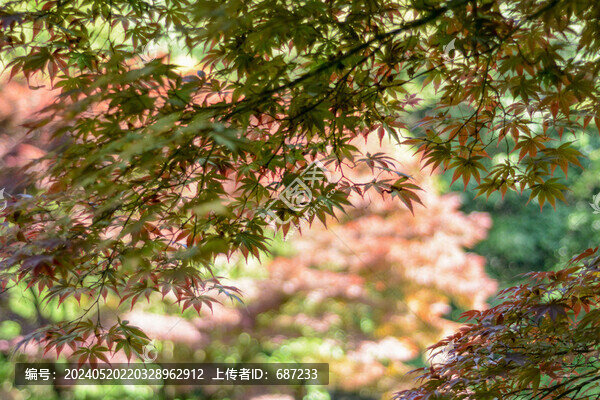 陽光紅色楓葉