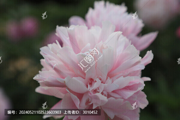 芍藥