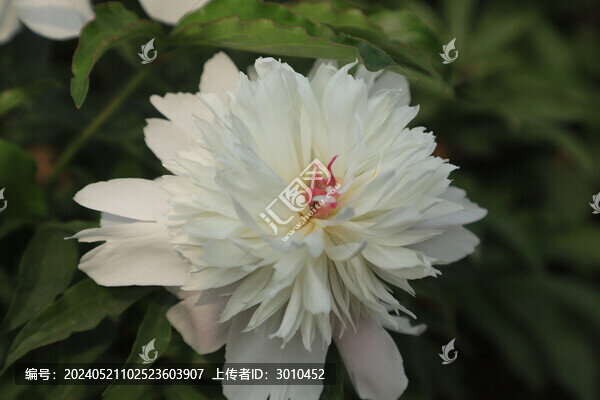 芍藥