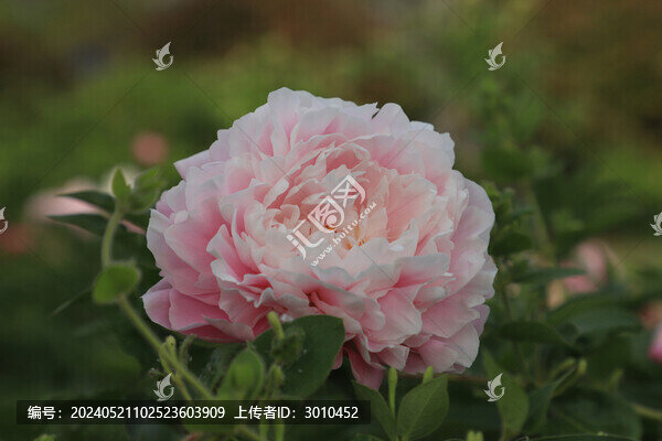 芍藥