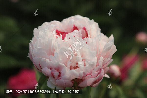 芍藥