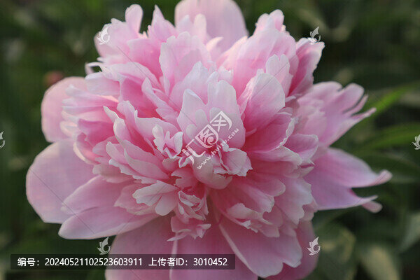 芍藥