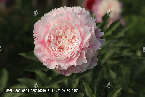 芍藥