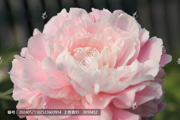 芍藥